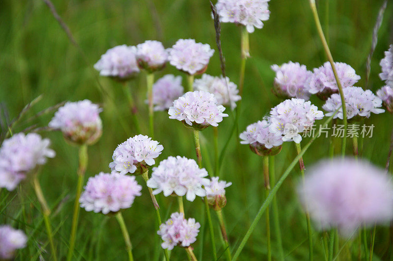 阿米里亚马里蒂玛 - 节俭